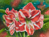 Red & white Amaryllis  in watercolor by Lisa Hill