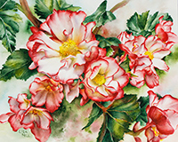 Pink & white begonias in watercolor by Lisa Hill