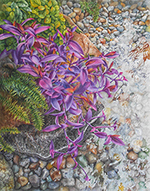 Purple heart vine in watercolor by Lisa Hill