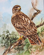 Watercolor painting of a Red-tailed Hawk by artist Lisa Hill
