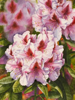Light pink Rhododendron  in watercolor by Lisa Hill