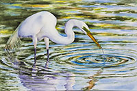 Watercolor painting of Great Egret by artist Lisa Hill