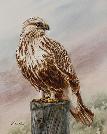 Rough-legged Hawk watercolor painting by artist Lisa Hill