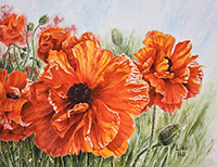 Brilliant orange oriental poppies by watercolor artist Lisa Hill