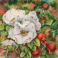 White Rugosa Roses in watercolor by Lisa Hill