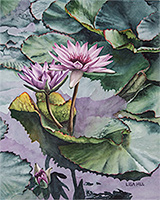 Pink waterlilies by watercolor artist by Lisa Hill