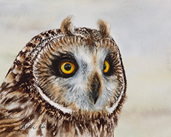 Watercolor painting of a Short-eared Owl by Richland WA artist Lisa Hill