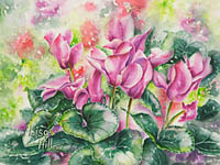 Watercolor painting of pink Christmas cyclamen by artist Lisa Hill