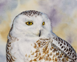 Watercolor painting of a Snowy Owl by Richland WA artist Lisa Hill