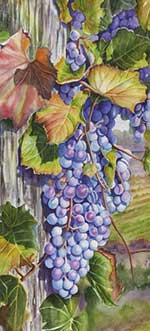 Watercolor painting of grape clusters by Lisa Hill