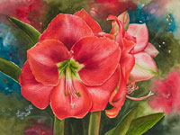 Red Amaryllis in watercolor by Lisa Hill