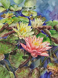 Pink & yellow waterlilies in watercolor by Lisa Hill
