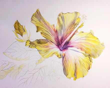 Watercolor demo of yellow hibiscus step 3 by artist Lisa Hill