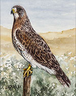Watercolor painting of a Swainson's Hawk by artist Lisa Hill
