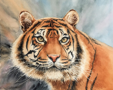 Tiger in watercolor by Lisa Hill