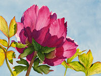 Backlit Peony watercolor painting by artist Lisa Hill