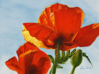 Backlit Poppies watercolor painting by artist Lisa Hill