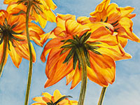 Backlit Rudbeckia watercolor painting by artist Lisa Hill