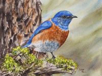 Western Bluebird watercolor painting by Lisa Hill