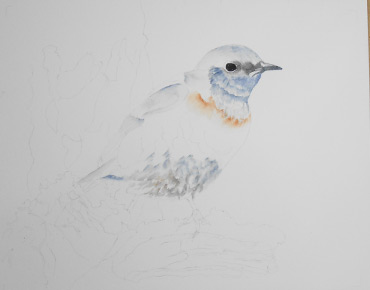 Western Bluebird watercolor demo step 1