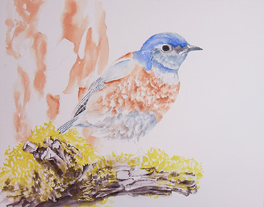 Western Bluebird watercolor demo step 2