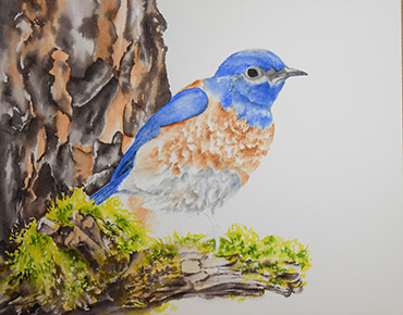 Western Bluebird watercolor demo step 3