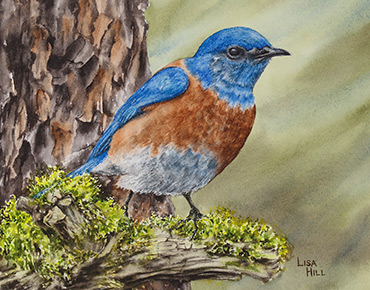Western Bluebird in watercolor by artist Lisa Hill
