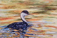 Watercolor painting of Western Grebe by artist Lisa Hill
