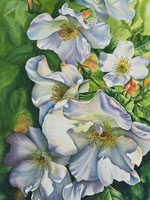 White roses in watercolor by Lisa Hill
