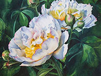 Brilliant white peonies  in watercolor by Lisa Hill