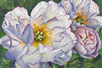 Three white peonies  in watercolor by Lisa Hill