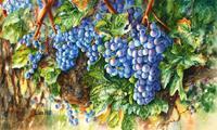 Watercolor painting of grapes on the vine by artist Lisa Hill
