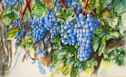 Watercolor painting demonstration of grapes on the vine - step 5