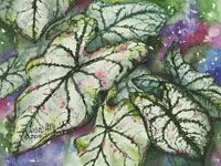 Watercolor painting of white and green caladium in a realistic style by artist Lisa Hill