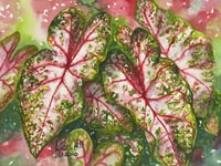 Watercolor painting of pink and green caladium in a realistic style by artist Lisa Hill