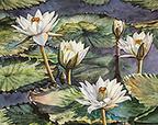 White waterlilies by watercolor artist by Lisa Hill