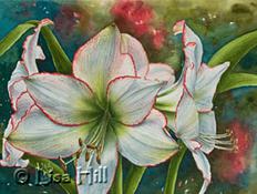 Watercolor painting of white amaryllis by artist Lisa Hill titled "Snowdrifts"