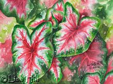 Watercolor painting of red and green caladium by artist Lisa Hill