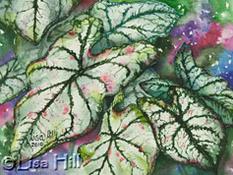 Watercolor painting of white and green caladium by artist Lisa Hill