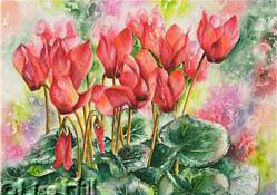 Watercolor painting of red Christmas cyclamen by artist Lisa Hill