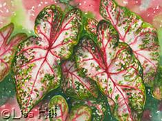 Watercolor painting of pink & green caladium