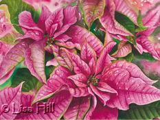 Watercolor painting of pink poinsettias by artist Lisa Hill titled "Good Cheer"