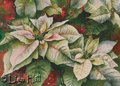 Watercolor painting of white poinsettias by artist Lisa Hill titled "Noel"
