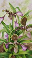 Watercolor painting of Paphiopedilum Lady Slipper Orchids by artist Lisa Hill