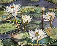 White waterlilies by watercolor artist by Lisa Hill