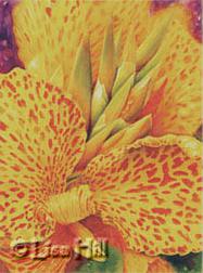 Watercolor painting of bright yellow Canna lily by artist Lisa Hill titled "Cannas Can Can-can"