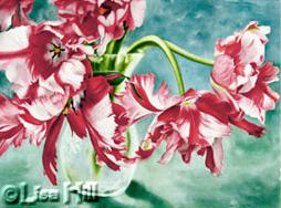 Watercolor painting of red and white parrot tulips by artist Lisa Hill
