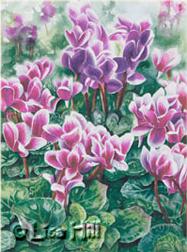 Watercolor painting of pink and white cyclamen by artist Lisa Hill
