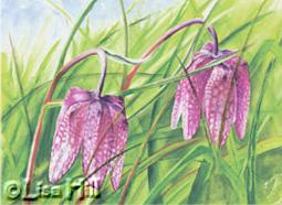 Watercolor painting Checkered Lily Fritillaria by artist Lisa Hill 