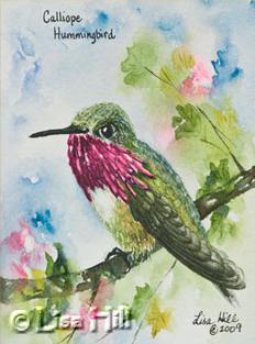 Watercolor painting of a Calliope Hummingbird  by artist Lisa Hill